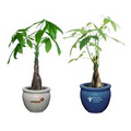 Money Tree / Pachira Plant in Ceramic Pot & Marbles